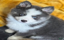 Pomsky dogs for sale: Magneto - Image 1