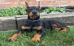 Doberman Pinscher dogs for sale: Selene - Image 2