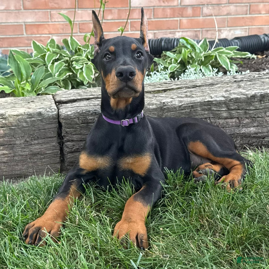 Doberman Pinscher dogs for sale: Selene - Image 2
