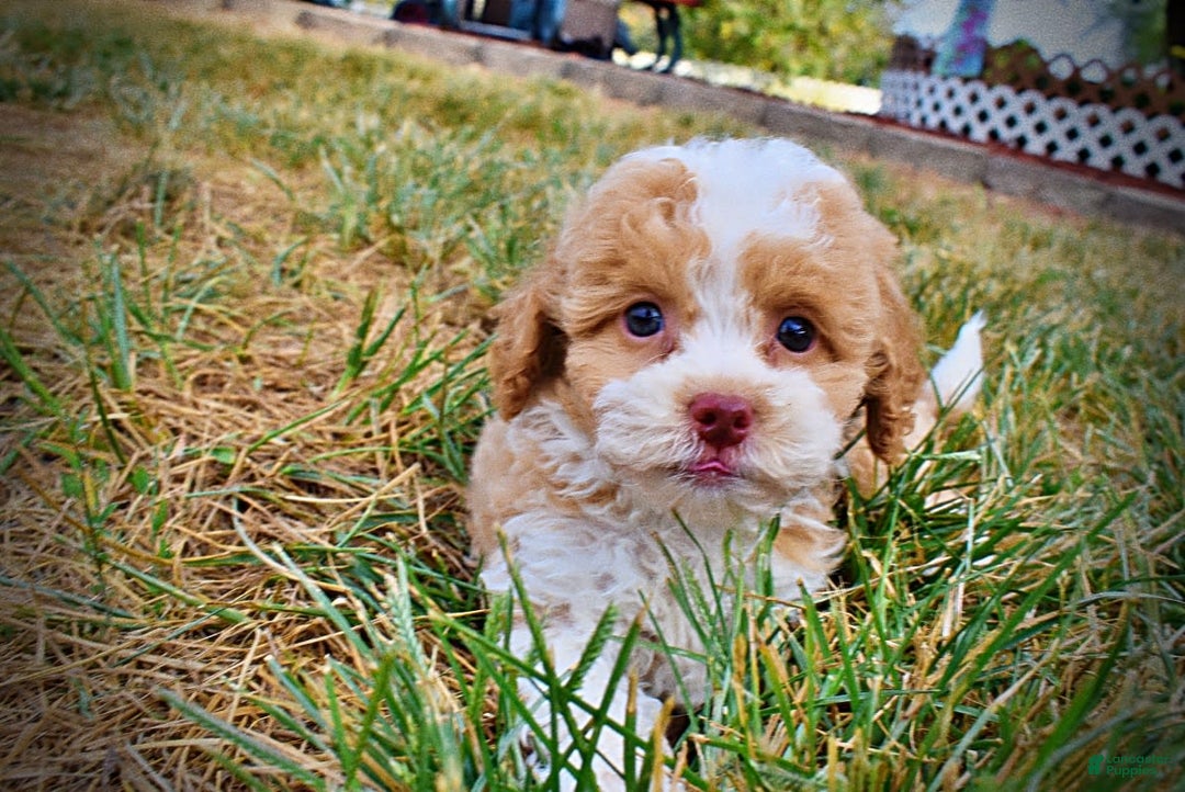 Havapoo dogs for sale: Jinga - Image 12