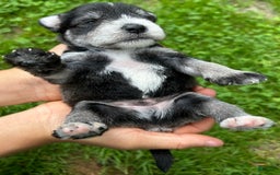 Miniature Schnauzer dogs for sale: Bernie - Image 10