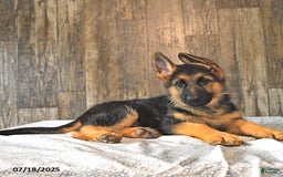 German Shepherd dogs for sale: Zeus - Image 5