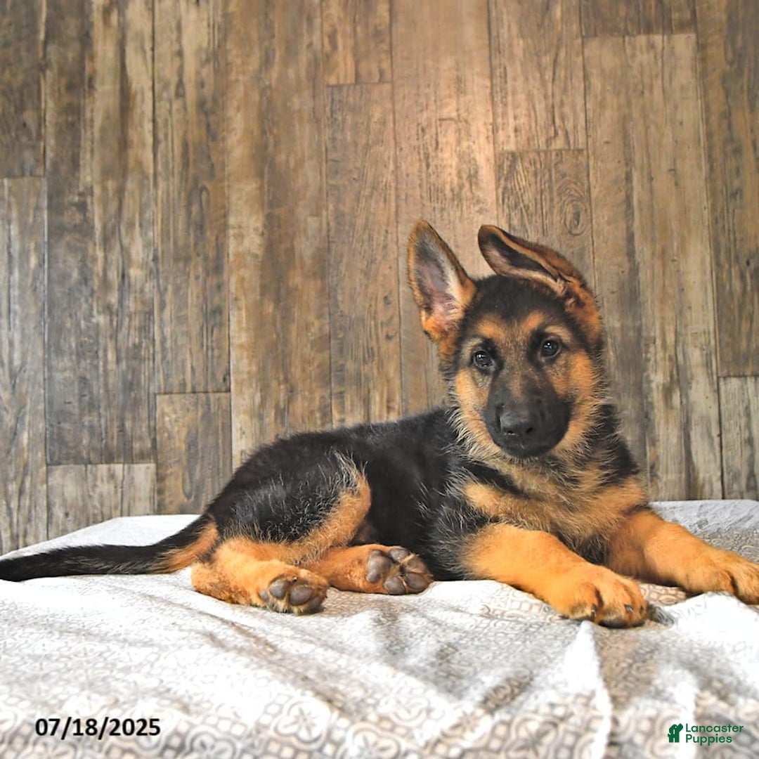 German Shepherd dogs for sale: Zeus - Image 5