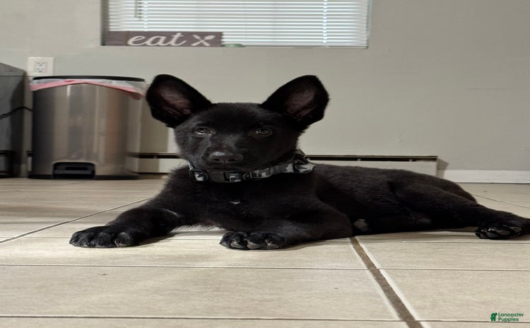 German Shepherd dogs for sale - Ad 1