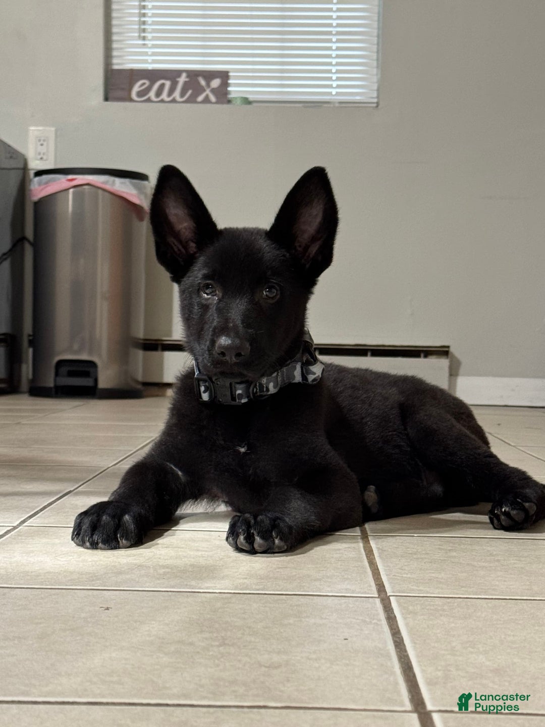 German Shepherd dogs for sale: Princess - Image 1
