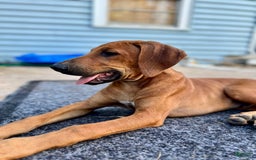Rhodesian Ridgeback dogs for sale: Orange - Image 3