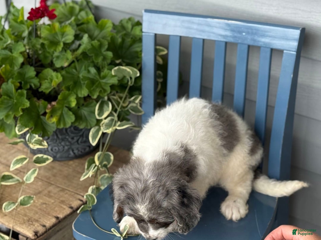 Mini Bernedoodle dogs for sale: Kaiser - Image 7