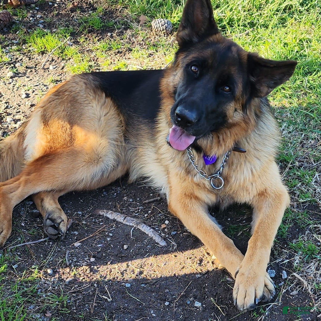 German Shepherd dogs for sale: Frankie - Image 4