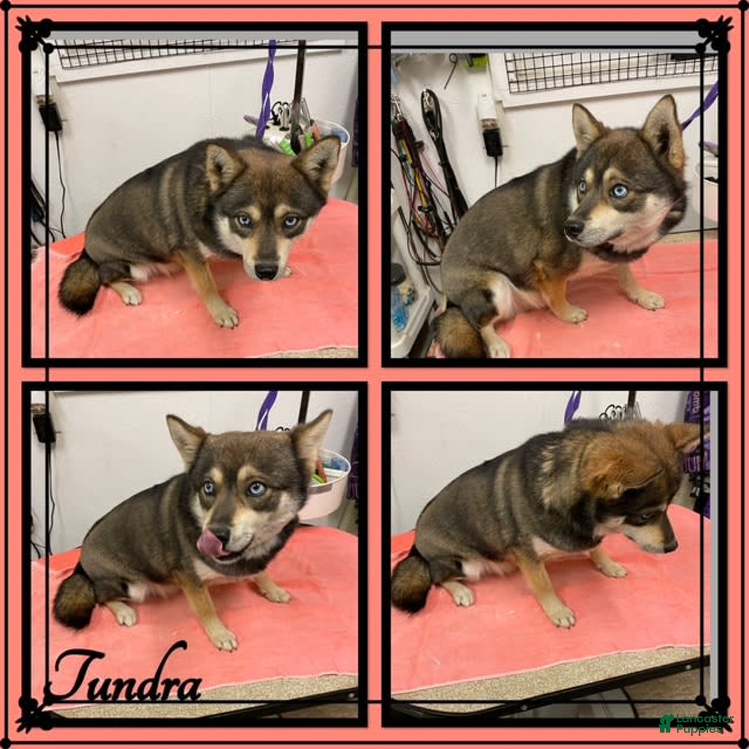 Alaskan Klee Kai dogs for sale: Archer - Image 4