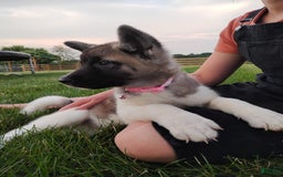 categoriesInfo:categoryAttributeOptions.pets.dogs.breed.akita dogs for sale: Akc Molly - Image 3