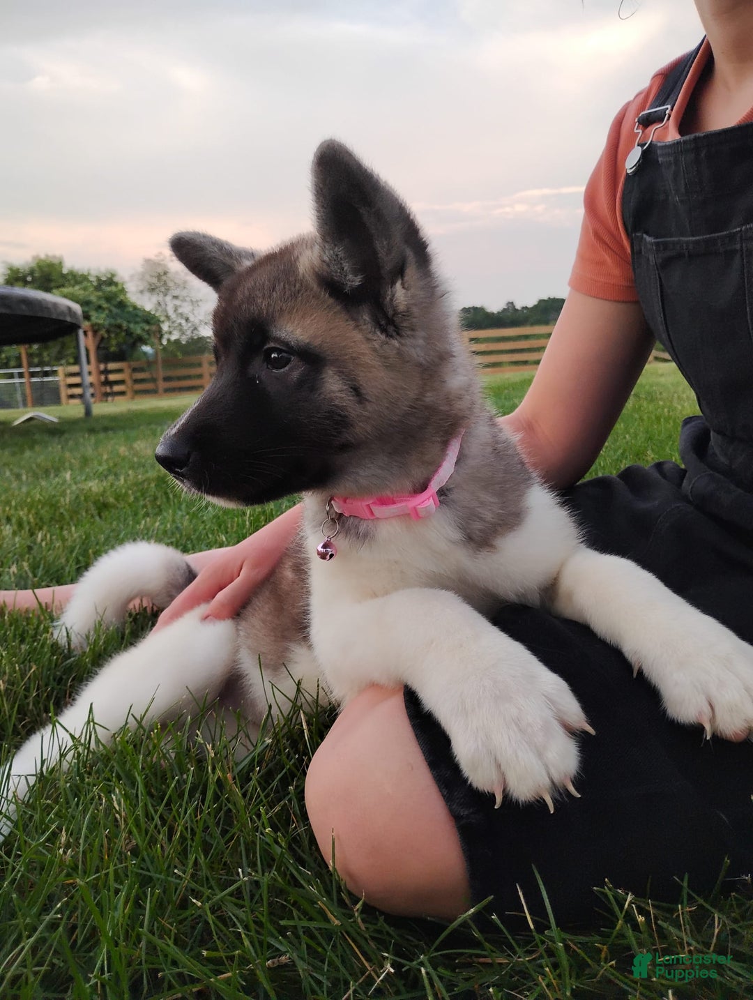 categoriesInfo:categoryAttributeOptions.pets.dogs.breed.akita dogs for sale: Akc Molly - Image 3