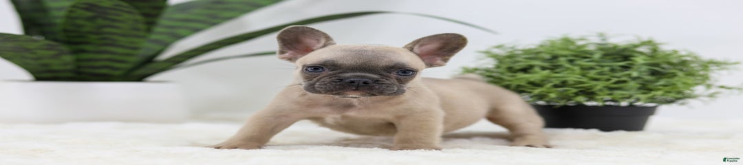 Sumo