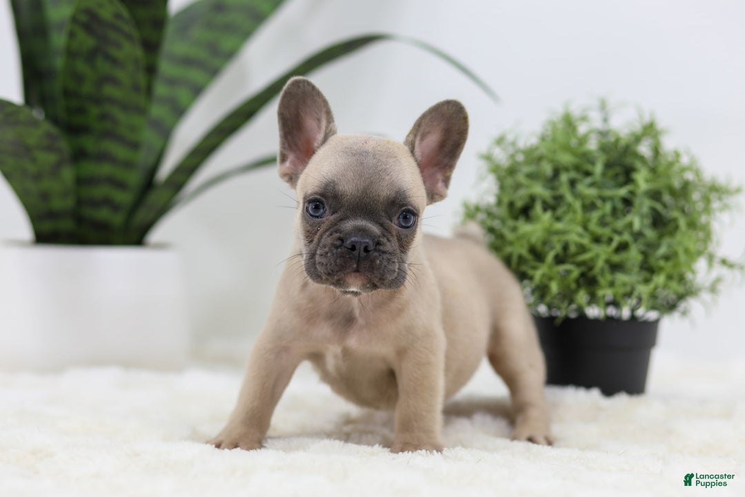 French Bulldog dogs for sale: French Bulldog 5 puppies - Image 10