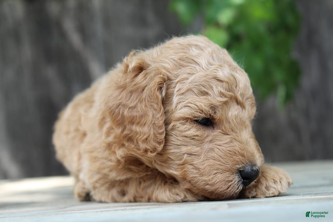 Standard Poodle dogs for sale: Bristol Moyen - Image 7