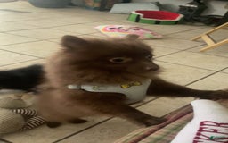 Pomeranian dogs for sale: Teddy - Image 5