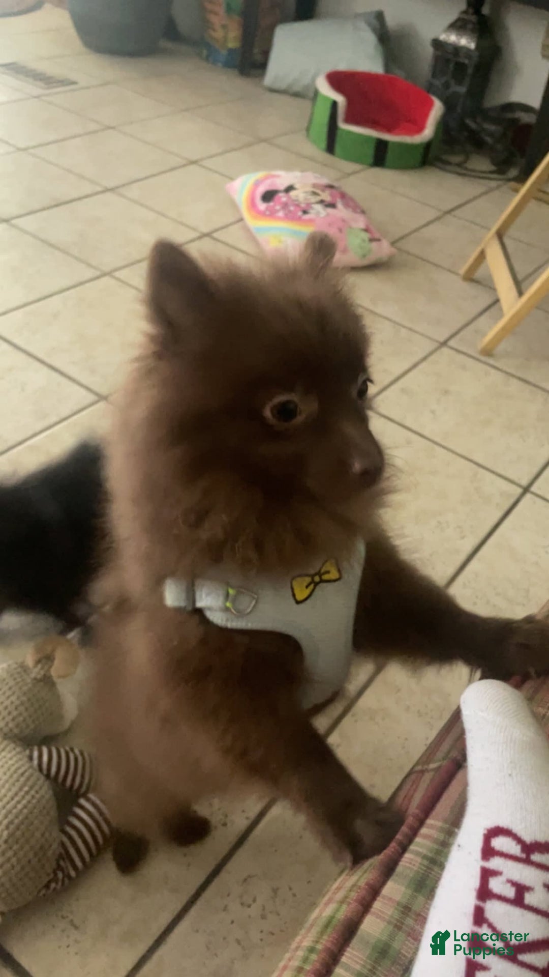 Pomeranian dogs for sale: Teddy - Image 5