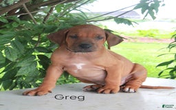 Rhodesian Ridgeback dogs for sale: Greg - Image 9