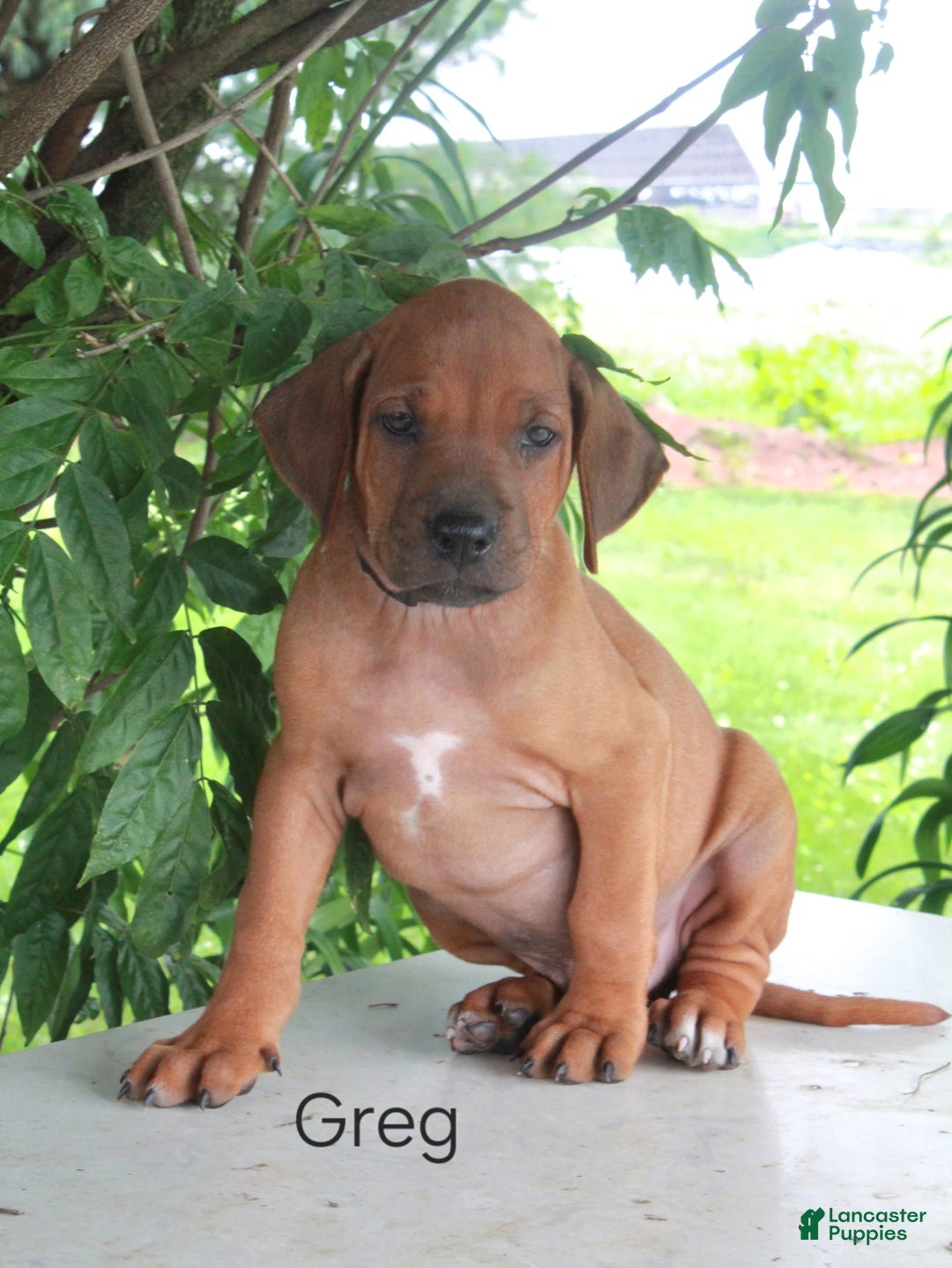 Rhodesian Ridgeback dogs for sale: Greg - Image 9