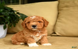 Mini Goldendoodle dogs for sale: Hershey - Image 3