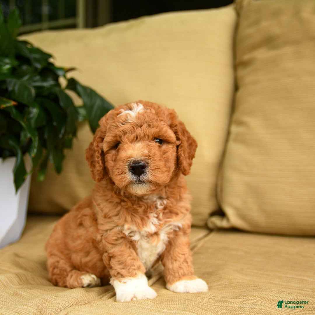 Mini Goldendoodle dogs for sale: Hershey - Image 3