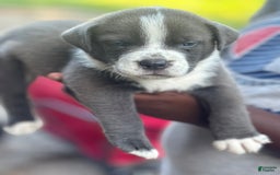 American Bully dogs for sale: Lazy Boy - Image 1