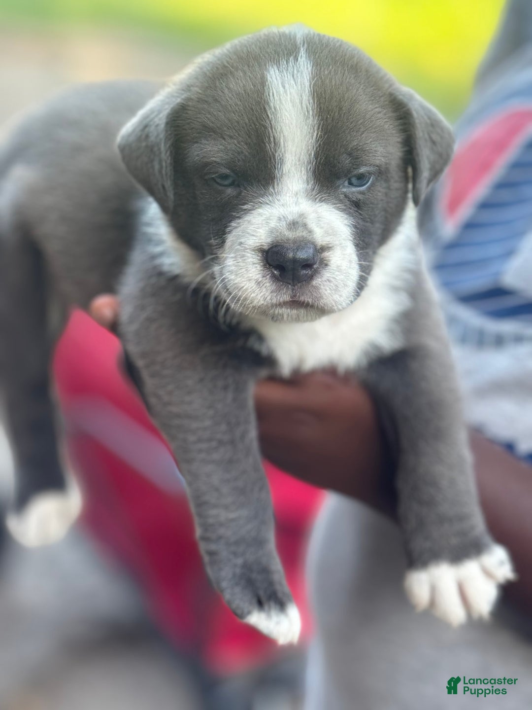 American Bully dogs for sale: Lazy Boy - Image 1