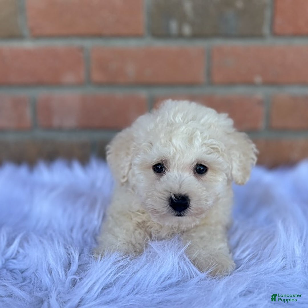 Bichpoo dogs for sale: Trump - Listing for pets: Trump - Image 5