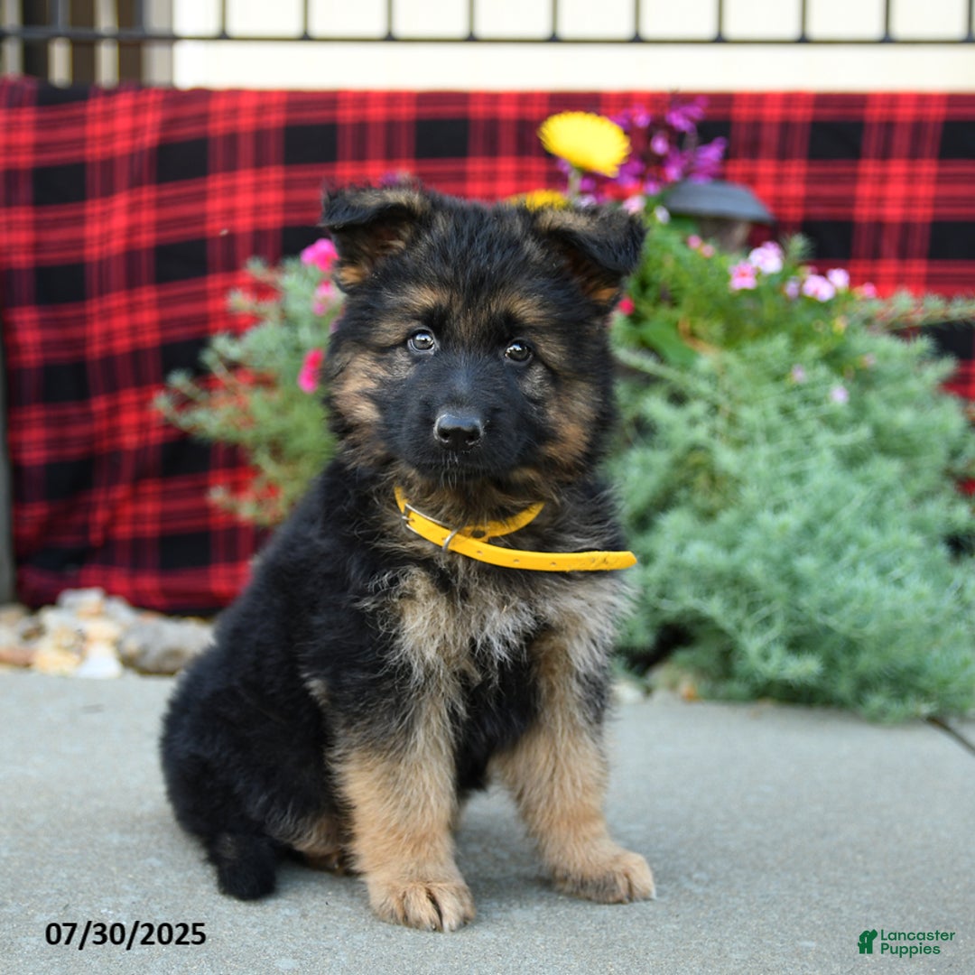 German Shepherd dogs for sale: Honey - Image 2