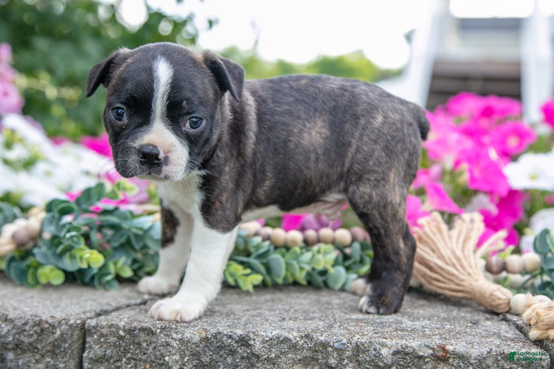 Boston Terrier dogs for sale: Max - Image 4
