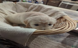 Golden Retriever dogs for sale: Gray - Image 2