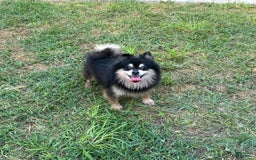 Pomeranian dogs for sale: Annabelle - Image 3