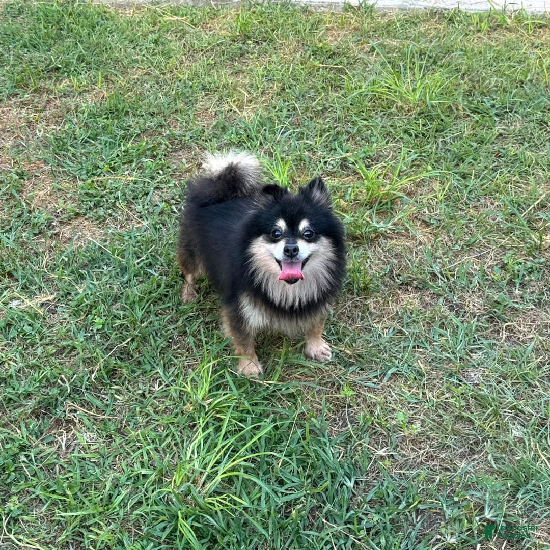 Pomeranian dogs for sale: Annabelle - Image 3