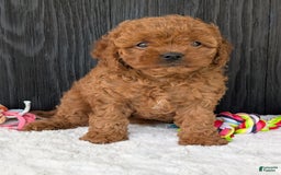 Cavapoo dogs for sale: Ginger - Image 10