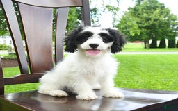Cavapoo dogs for sale: Wren - Image 6