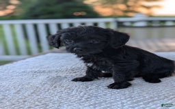 Yorkiepoo dogs for sale: Vick - Listing for pets: Willow, Molly, Finn, Vick, Wendy - Image 4