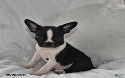 Boston Terrier dogs for sale: Bo - Image 1