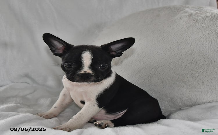 Boston Terrier dogs for sale - Ad 3