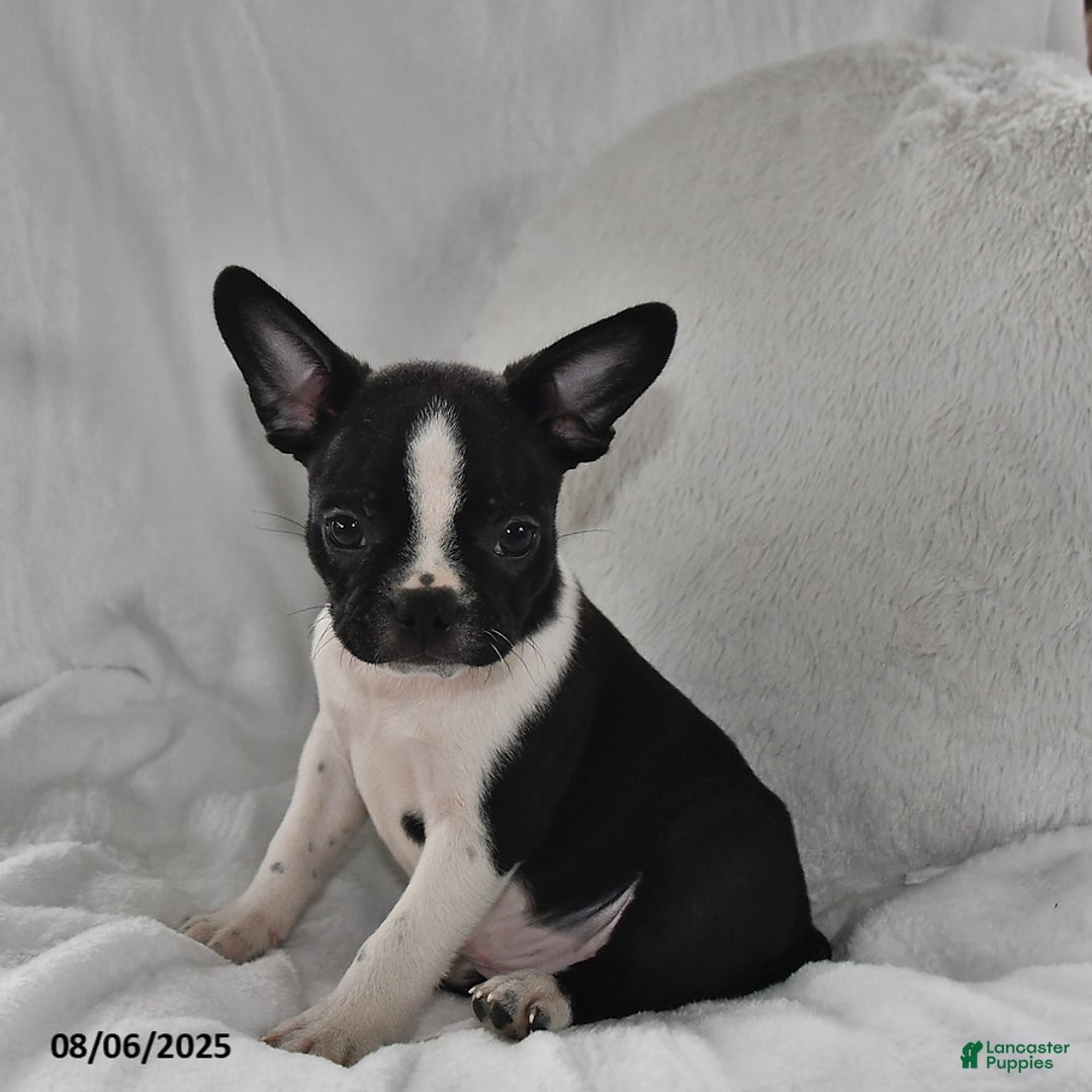 Boston Terrier dogs for sale: Bo - Image 1