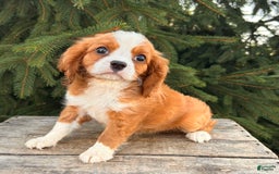 Miniature Bernese Mountain Dog dogs for sale: Annie - Image 10