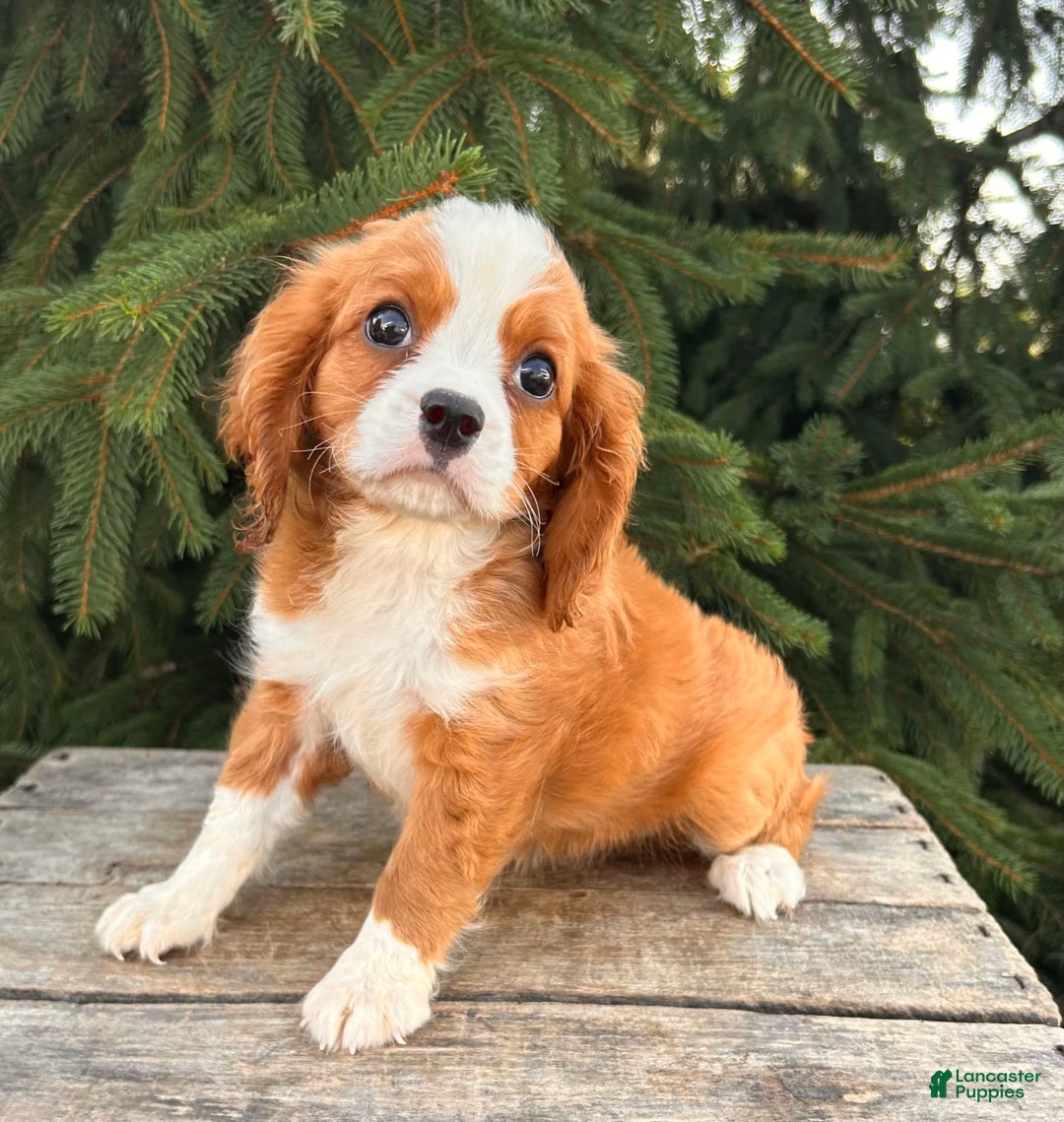 Miniature Bernese Mountain Dog dogs for sale: Annie - Image 10