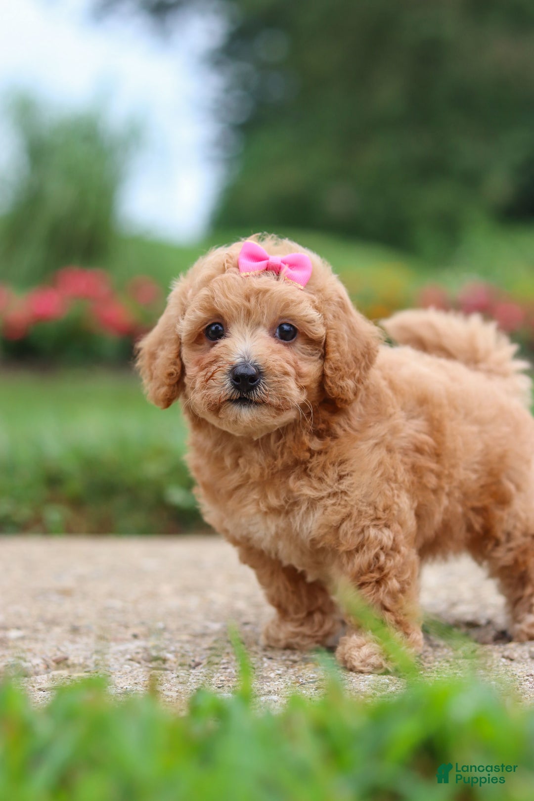 Maltipoo dogs for sale: Cori - Image 2