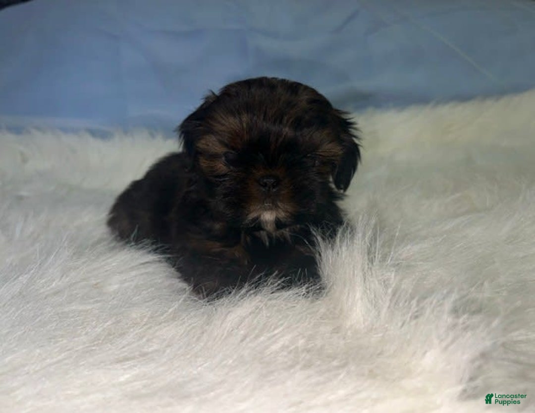 Shih Tzu dogs for sale: Glitterbug Pink - Image 2