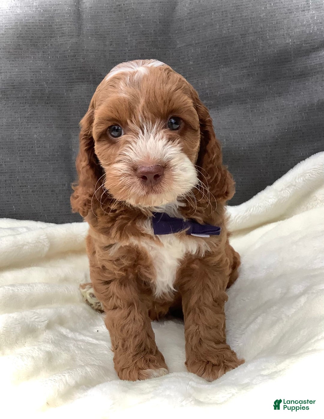 Cockapoo dogs for sale: Benji - Image 3