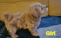 Maltipoo dogs for sale: Rose - Image 2