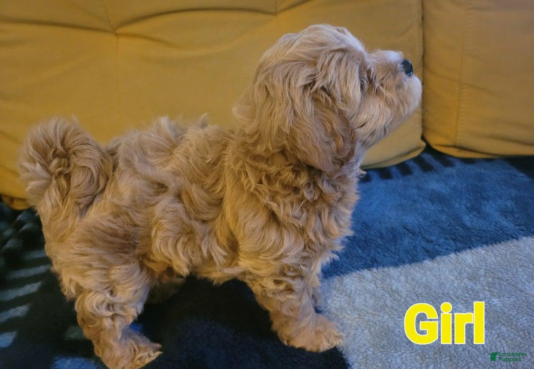 Maltipoo dogs for sale: Rose - Image 2