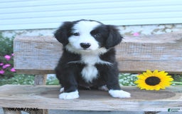 Border Collie dogs for sale: Ronan - Image 2