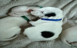 Dogo Argentino dogs for sale: M5 - Image 2