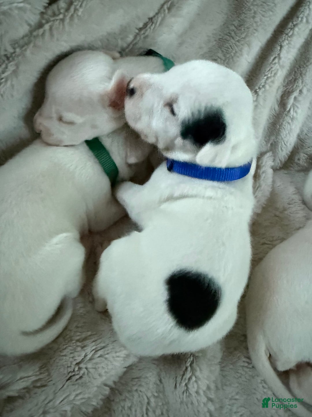 Dogo Argentino dogs for sale: M5 - Image 2
