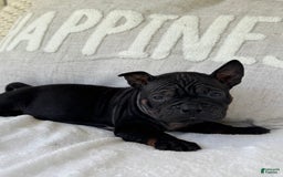 American Bulldog dogs for sale: China - Listing for pets: China, Chongqin - Image 6