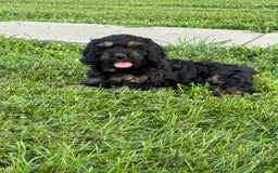 Cockapoo dogs for sale: Diva - Image 3